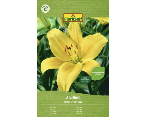 Blomsterlök FLORASELF lilja 'Asiatic Yellow' 3st