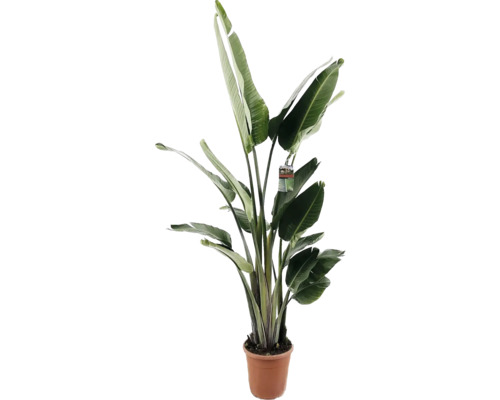 Papegojblomma FLORASELF Strelitzia Nicolai ca 180cm krukstorlek Ø30cm FloraSelf 35 år jubileum Papegojblomma FLORASELF Strelitzia Nicolai ca 180cm krukstorlek Ø30cm FloraSelf 35 år jubileum