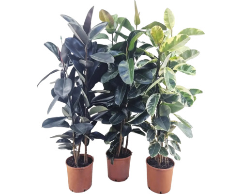 Fönsterfikus mix FLORASELF Ficus Mix ca 170cm krukstorlek Ø27cm FloraSelf 35 år jubileum