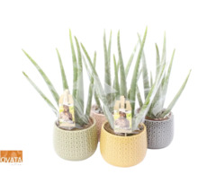Flera Aloe Vera-växter i dekorativa krukor
