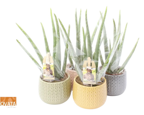 Flera Aloe Vera-växter i dekorativa krukor