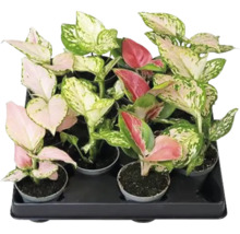 Silverkalla mix FLORASELF Aglaonema ca 12cm Ø6cm