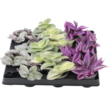 Tradescantia Set på en platta