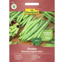 FloraSelf buskböna Faraday frön, sjukdomsresistent