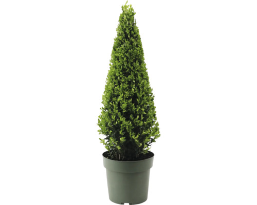Japansk järnek pyramid FLORASELF Ilex crenata 'Jenny' omkrets ca 55cm Co 4L Formklippt växt i kruka