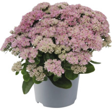 Fetknopp i kruka med rosa blomma