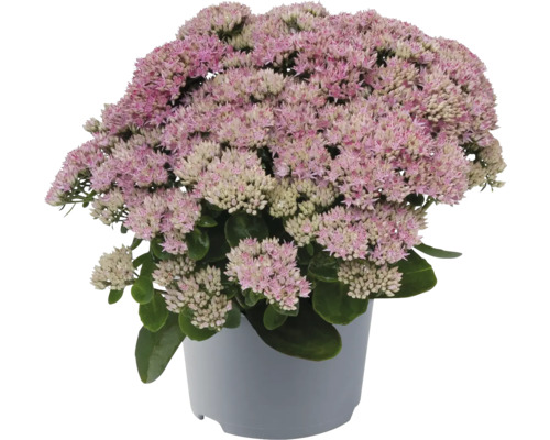 Fetknopp i kruka med rosa blomma