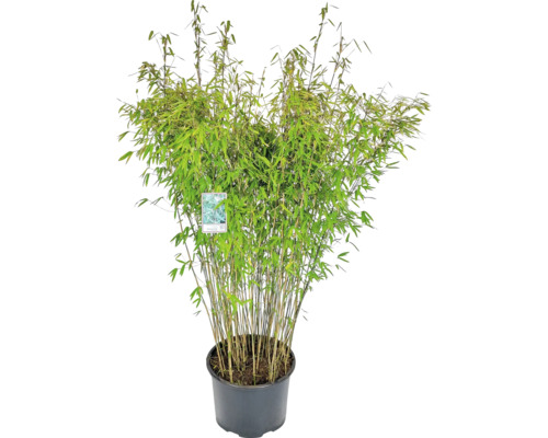 Svart trädgårdsbambu FLORASELF Fargesia nitida Black Pearl 125-150cm Co 30L Bambu i kruka