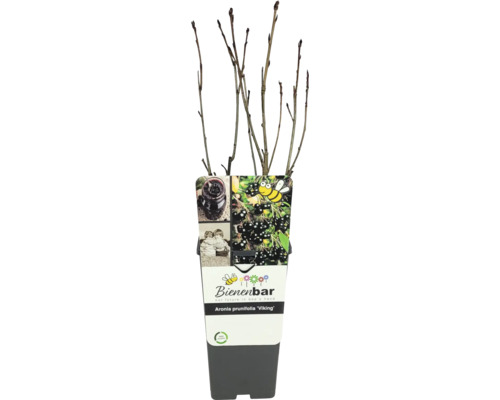 Slånaronia FLORASELF Bio Aronia prunifolia 'Viking' Co 2L