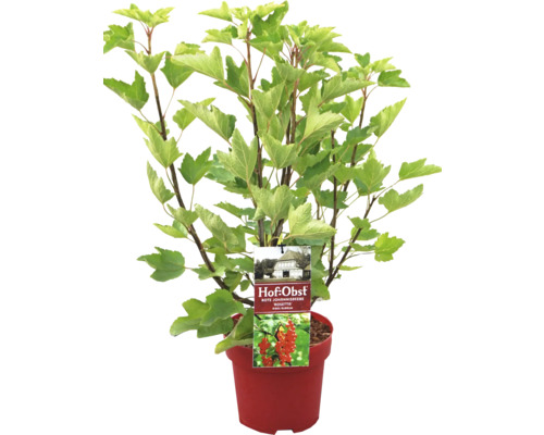 Ekologiska röda vinbär FLORASELF Bio Ribes rubrum 'Rosetta' 30-40cm Co 3,4L Röda vinbär i kruka