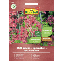 Fröförpackning Röd sporreblomma Centranthus ruber