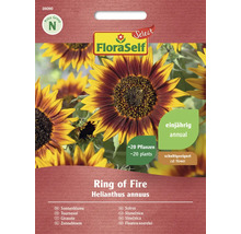 FloraSelf Ring of Fire solross fröpaket