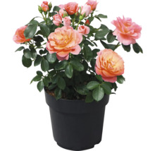 Ros FLORASELF Rosa 'Sugar Candy' Co 3,5L