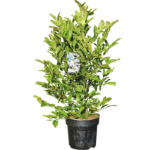 Lagerbladsträd i kruka