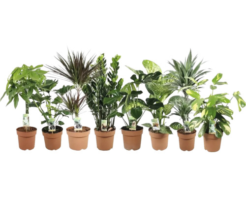 Krukväxtarrangemang grönmix FLORASELF ca 60cm krukstorlek Ø21cm blandade sorter Diverse rumsväxter i terrakottakrukor