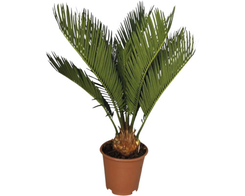 Kottepalm, sagopalm FLORASELF Cycas revoluta ca 45cm krukstorlek Ø12cm