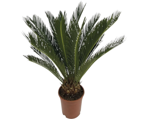 Kottepalm, Sagopalm FLORASELF Cycas revoluta ca 70cm krukstorlek Ø19cm