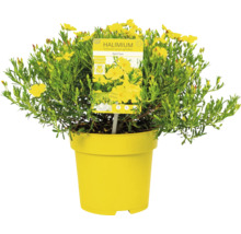 Halimium April Sun i gul kruka