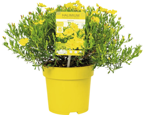 Halimium April Sun i gul kruka