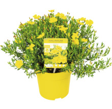 Halimium April Sun buske i kruka