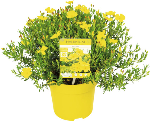 Halimium April Sun buske i kruka