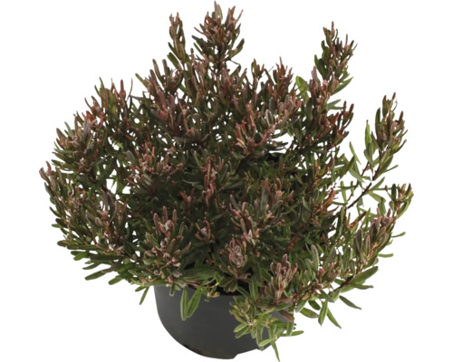 Rosling i kruka för trädgården