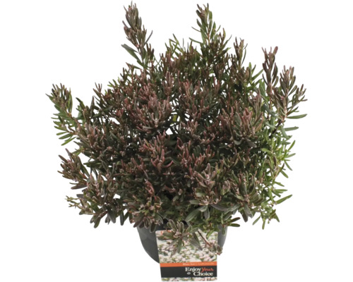 Rosling Andromeda polifolia Blue Ice 20-30cm Co 2L