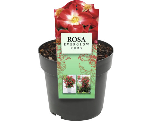 Rosa Everglow Ruby i kruka