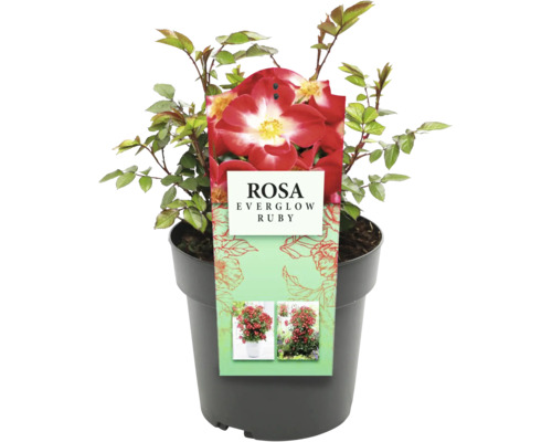 Rosa Everglow Ruby i kruka
