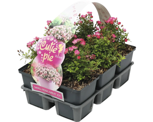 Miniatyrros FLORASELF Rosa 'Cutie Pie' 6-pack miniatyrsort, törnlös, blommar ofta Minirosor av sorten Cutie Pie i svart kruka
