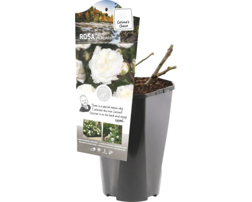 Ros Alabaster i kruka