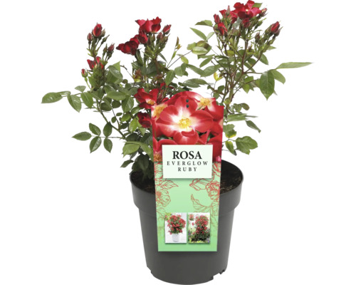 Ros Everglow Ruby i kruka
