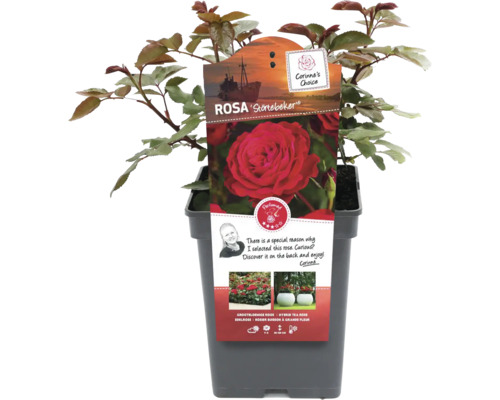 Ros ''Störtebeker'' i kruka