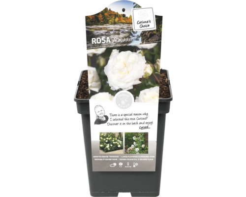 Alabasterros i kruka