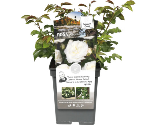 Ros Alabaster i kruka