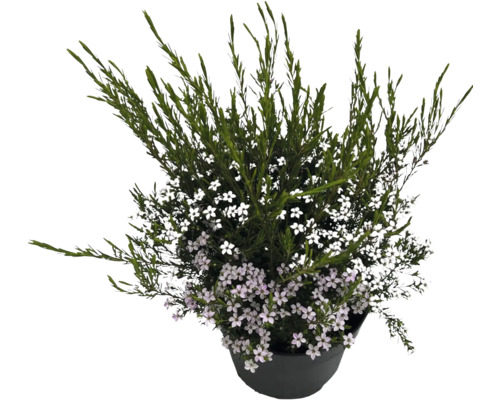 Kruka med buskveronika med vita blommor