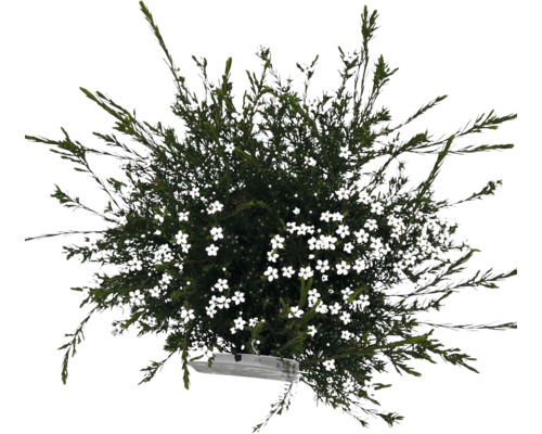 Blommande buske i kruka