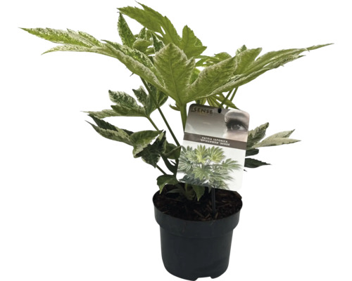 Fatsia japonica i kruka