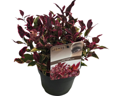 Skuggblomma ''Firestar'' i kruka