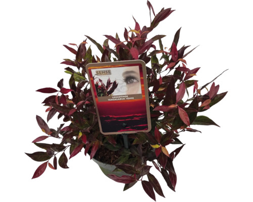 Vinterrosling FLORASELF Leucothoe catesbaei ‚Simsalabim‘ 50-60cm Co 5L Städsegrön buske med mörkgröna blad i kruka