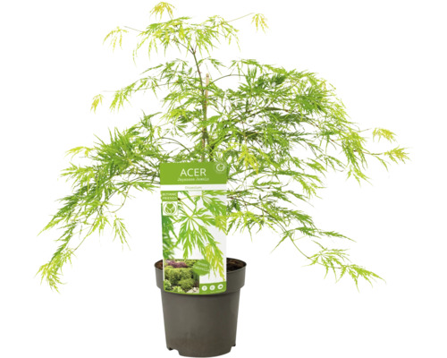 Japansk lönn i kruka