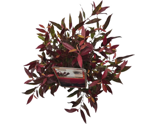 Tät prydnadsbuske med röda och gröna blad