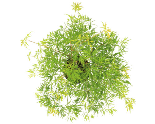 Japansk lönn i kruka med gröna blad, uppifrån.