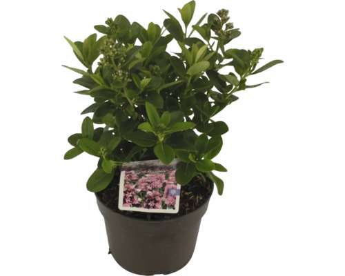 Städsegrön try i kruka