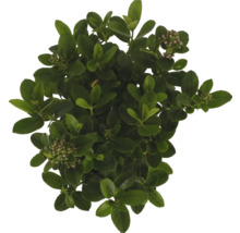 Städsegrön benvedsbuske med blad och blomknoppar uppifrån