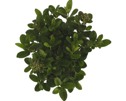 Städsegrön benvedsbuske med blad och blomknoppar uppifrån