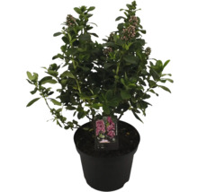 Buske i kruka med blad och blomknoppar
