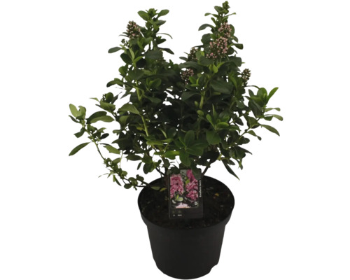 Buske i kruka med blad och blomknoppar