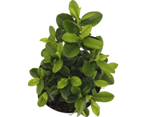 Städsegrön benved i kruka med gröna blad.