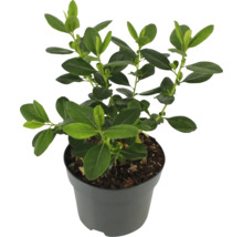 Buxus i kruka med gröna blad.